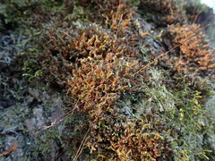 Syntrichia