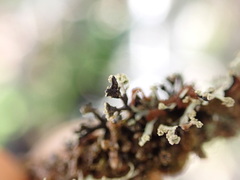 Hypogymnia hultenii