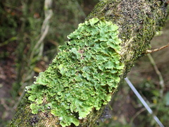 Pseudocyphellaria episticta