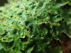 Pseudocyphellaria episticta