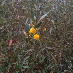 Daviesia corymbosa
