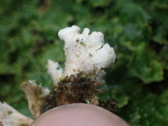 Pseudocyphellaria episticta