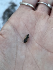 Acmaeodera pulchella