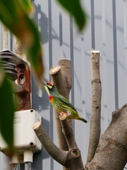 Psilopogon haemacephalus