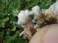 Pseudocyphellaria episticta