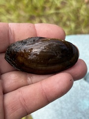 Utterbackia imbecillis