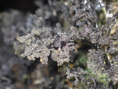 Sticta dendroides