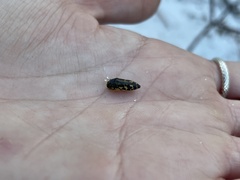 Acmaeodera pulchella