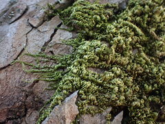 Homalothecium nuttallii