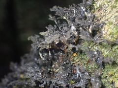 Sticta dendroides