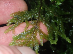 Plagiochila