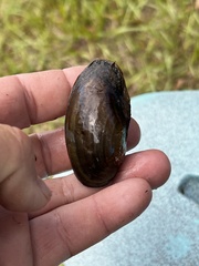 Utterbackia imbecillis