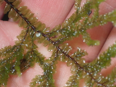 Plagiochila