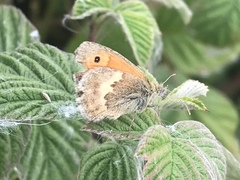 Coenonympha pamphilus