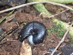 Powelliphanta traversi otakia