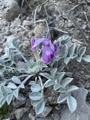 Astragalus newberryi