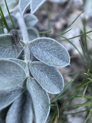 Astragalus newberryi