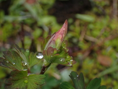 Aquilegia formosa