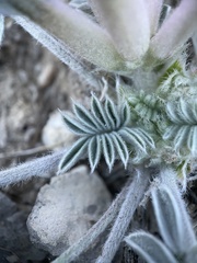 Astragalus newberryi
