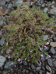 Phlox diffusa