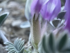 Astragalus newberryi