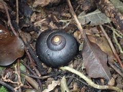 Powelliphanta traversi otakia