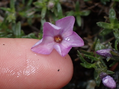 Phlox diffusa