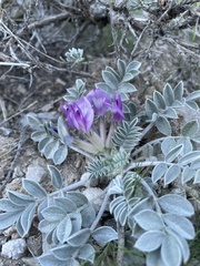 Astragalus newberryi