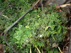 Thuidiopsis sparsa