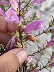 Lamourouxia dasyantha