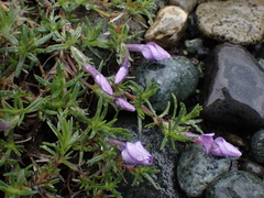Phlox diffusa