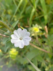 Ipomoea pes-tigridis