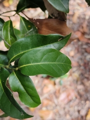 Cryptocarya macdonaldii