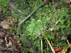 Thuidiopsis sparsa