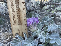 Astragalus newberryi