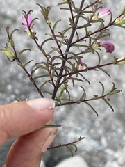 Lamourouxia dasyantha