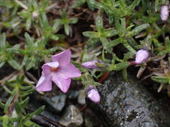 Phlox diffusa