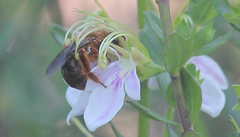 Cadeguala occidentalis