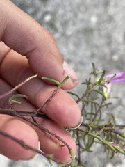 Lamourouxia dasyantha