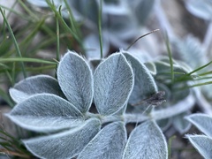 Astragalus newberryi