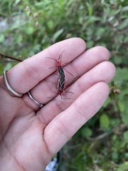 Dysdercus suturellus