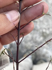 Lamourouxia dasyantha