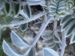 Astragalus newberryi