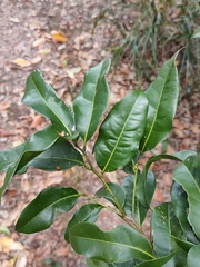 Cryptocarya macdonaldii