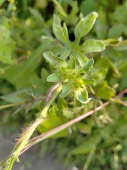 Ipomoea pes-tigridis