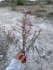 Lamourouxia dasyantha