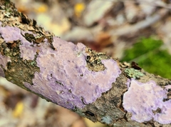 Phlebiopsis crassa