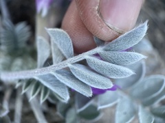 Astragalus newberryi