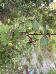 Dysdercus suturellus