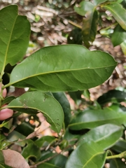 Cryptocarya macdonaldii
